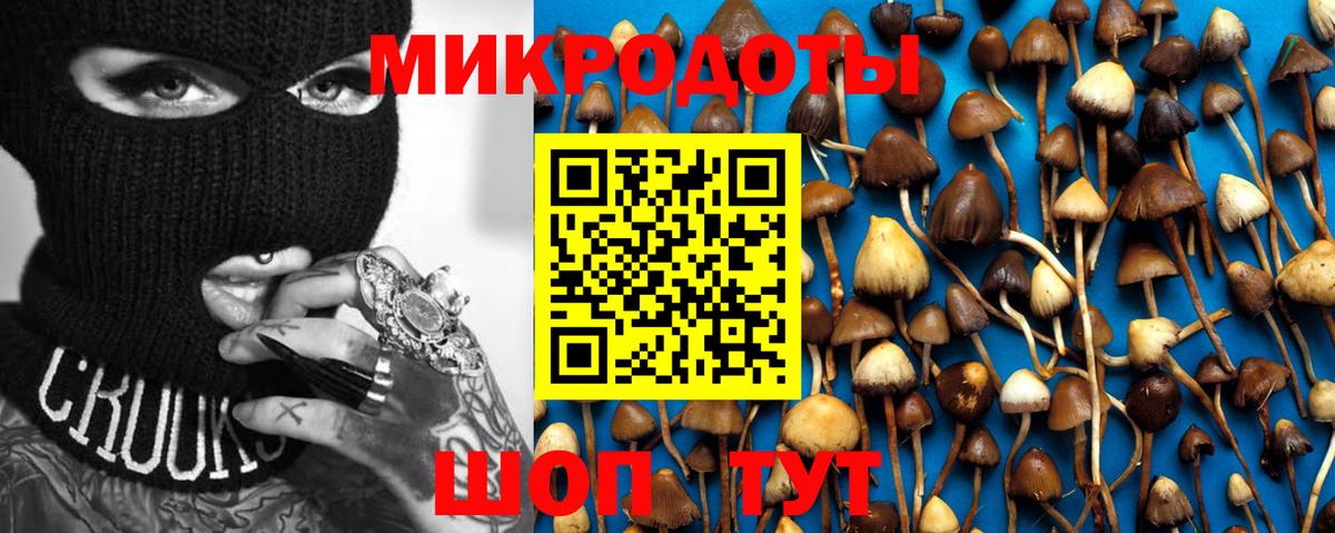 Псилоцибиновые грибы Psilocybe Владимир